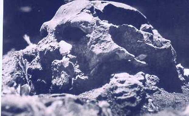 Photograph of Neanderthal skull 