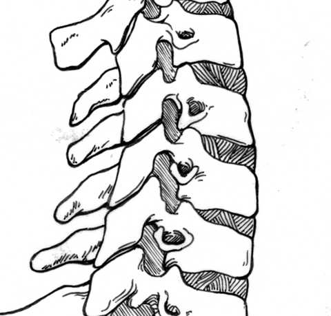 Picture of spine anatomy