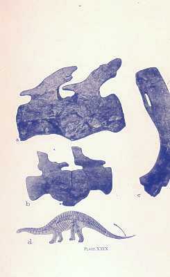 Picture of dinosaur bones showing spinal disc degeneration and fusion